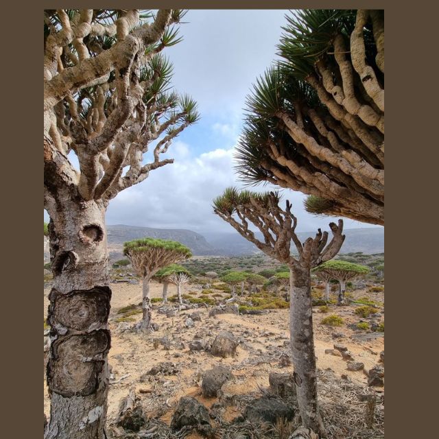 Socotra -