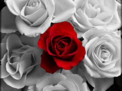 540876_white-n-red-roses_p_0_0.jpg